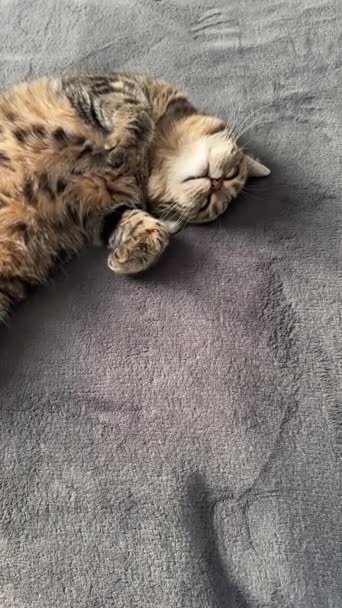 Уютный домашний кот дремлет. Высококачественные 4k кадры - Кадры, видео