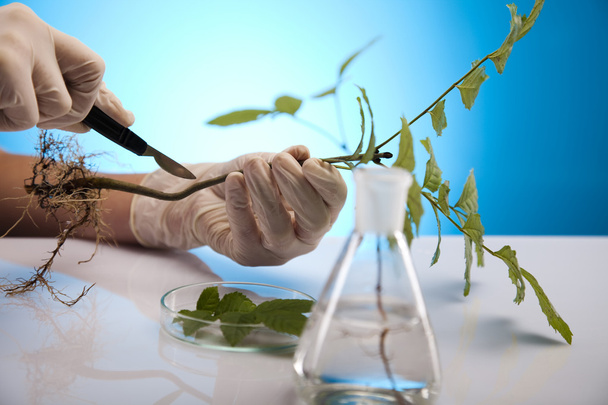 laboratoriumglaswerk met planten in laboratorium - Foto, afbeelding