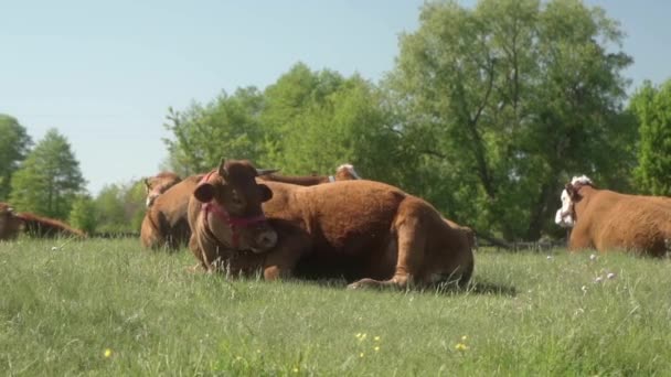 A horned cash cow licks its fur with its tongue, fending off flies with its ears and tail. Cows are lying in a meadow and resting after eating. Free-range farm animals. - Footage, Video
