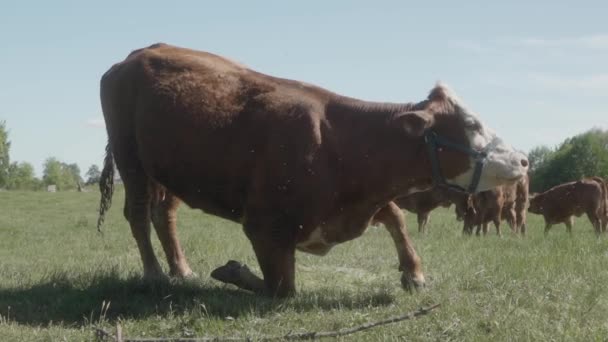 The old cash cow gets up heavily from her knees to her feet. A herd of cows grazing in a pasture. Grazing on an agricultural farm. - Footage, Video