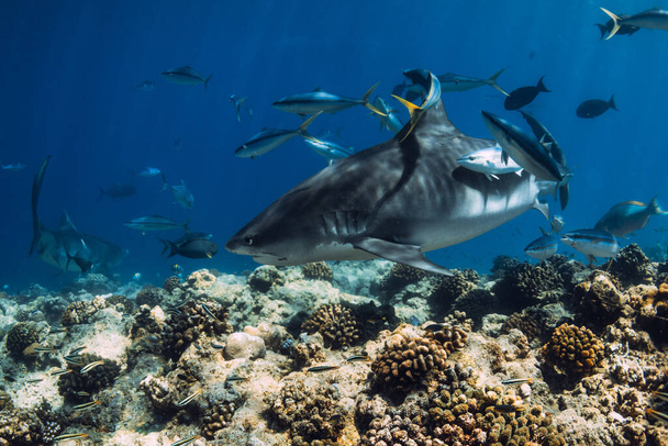 Tigerhai aus nächster Nähe im blauen Ozean. Hai mit Fischen in den Tropen. - Foto, Bild