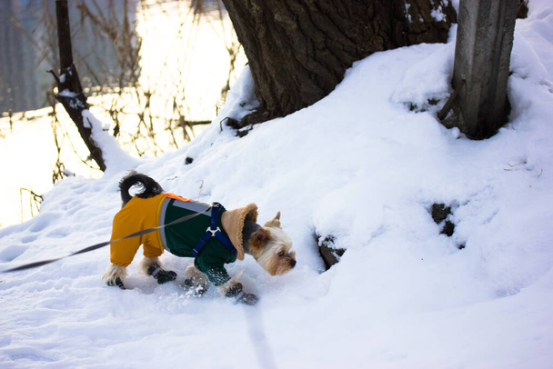 Yorkshire Terrier chien sur le lac d'hiver. Petit chien habillé élégant dehors à froid hiver journée enneigée chiot en combinaison chaude domestique petit chien dans les chaussures - Photo, image