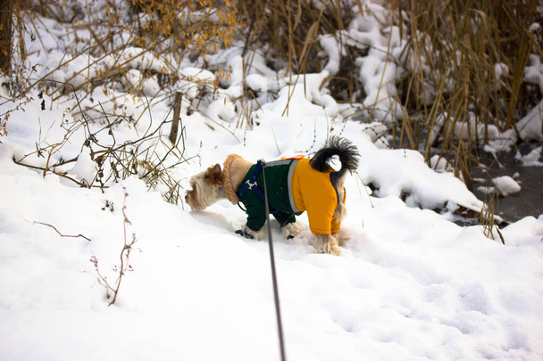 Yorkshire Terrier cane nel parco invernale. Piccolo cagnolino vestito alla moda fuori a freddo giorno nevoso invernale Cucciolo in tuta calda Cagnolino domestico in scarpe - Foto, immagini