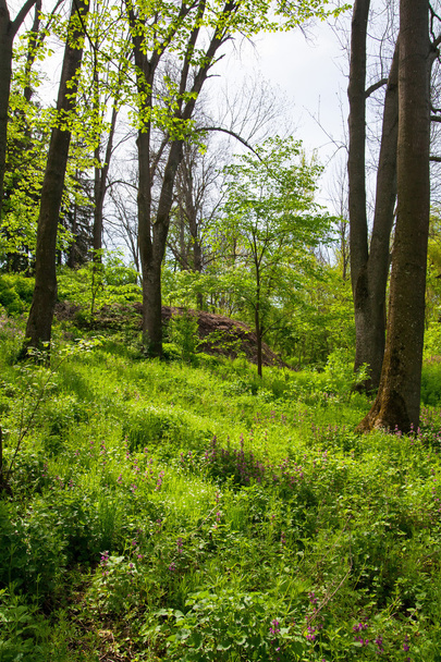 Spring forest - Foto, imagen
