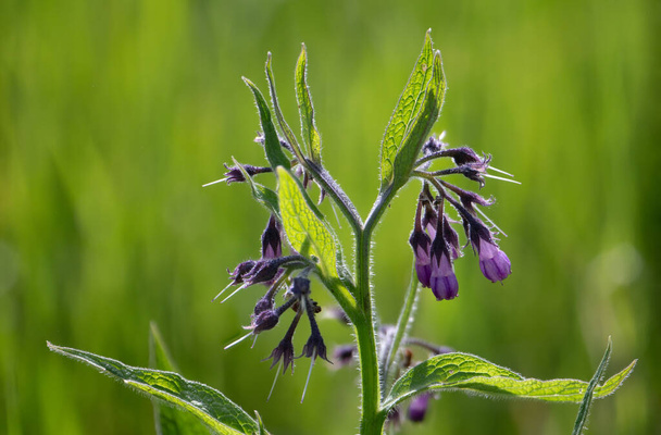 Comfrey (Symphytum officinale) is a medicinal plant from the borage family. Popularly, this plant is also called honeydew, black root, ox tongue, sweet leaf or mare's milk - Photo, Image