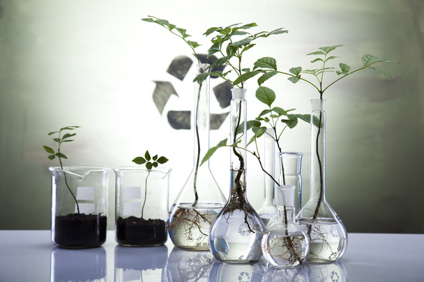 Ecology laboratory experiment in plants - Foto, Imagen
