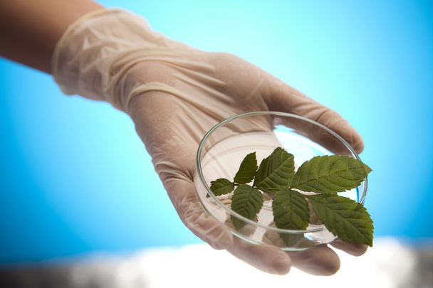 21실험실에서 테스트 튜브에 성장 하는 식물 - Fotó, kép