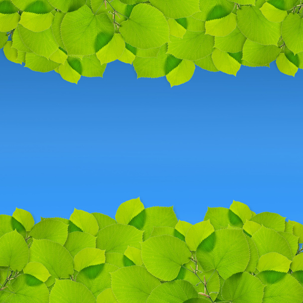 Свіже зелене листя
 - Фото, зображення