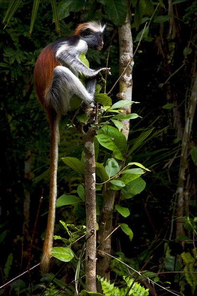 macaco na ilha de zanzibar
 - Foto, Imagem