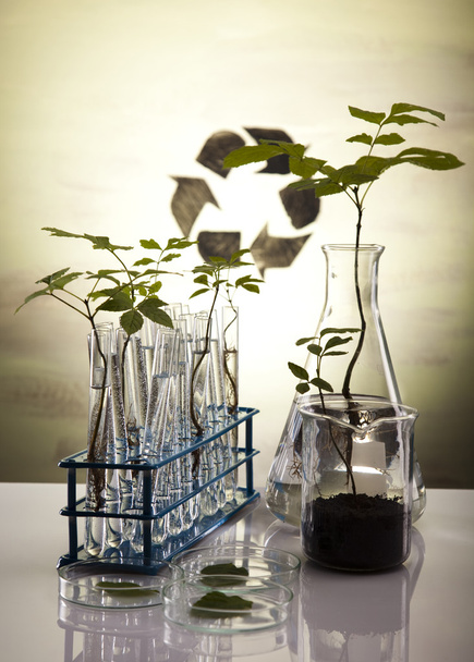 ecologie laboratorium experiment in planten - Foto, afbeelding