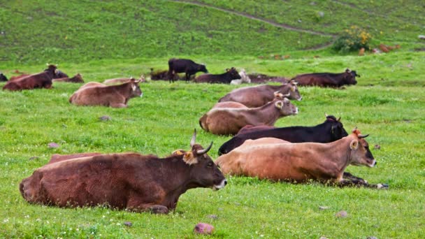 groep van gelijkmatig verdeelde gehoornde bruine en zwarte koeien liggen op korte groene grasweiden zonder beweging op regenachtige lentedag. - Video