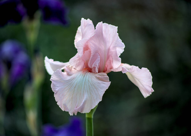 Lichtroze irisbloem in mijn tuin - Foto, afbeelding