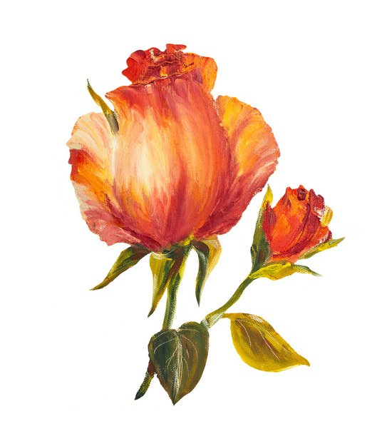 Roses isolated on white, oil painting - Foto, Imagem