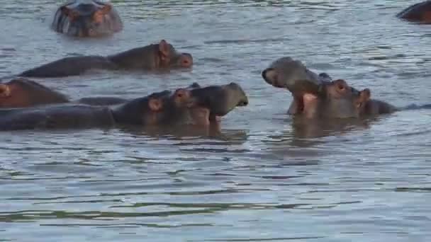 hipopótamos em um humor brincalhão depois de alimentar toda a noite - Filmagem, Vídeo
