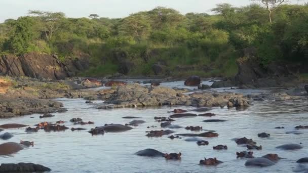 Багато гіпопотів у ставку з невеликою кількістю води - Кадри, відео