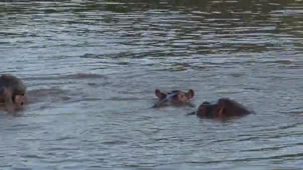 Flusspferde spielen am frühen Morgen im Wasser. - Filmmaterial, Video