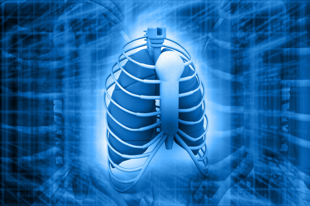 menselijke longen - Foto, afbeelding