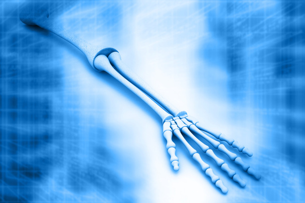 esqueleto do braço
 - Foto, Imagem