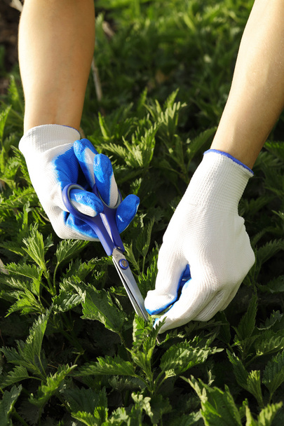 Handen in textiel handschoenen groene bladeren plukken in de moestuin in het voorjaar. Biologische landbouw. groene brandnetel leafs close-up met kopie ruimte. - Foto, afbeelding