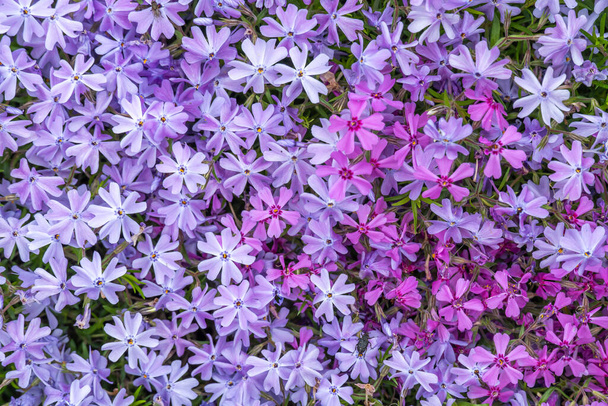 Purple and red phlox subulate flowers of family polemoniaceae in garden. Blooming creeping moss for landscape design. Bright perennial herbaceous plant covering ground. Growing mix colors carpet. - Photo, Image