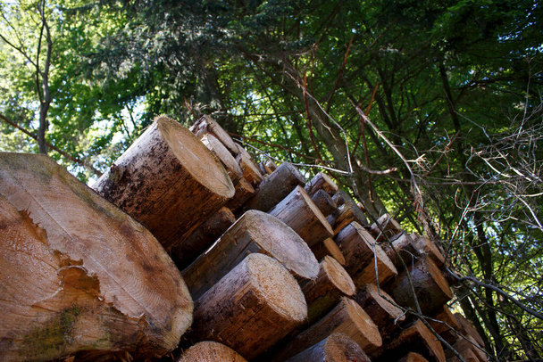 foto en un ángulo de una fila de troncos de pino cortados en el bosque. - Foto, imagen