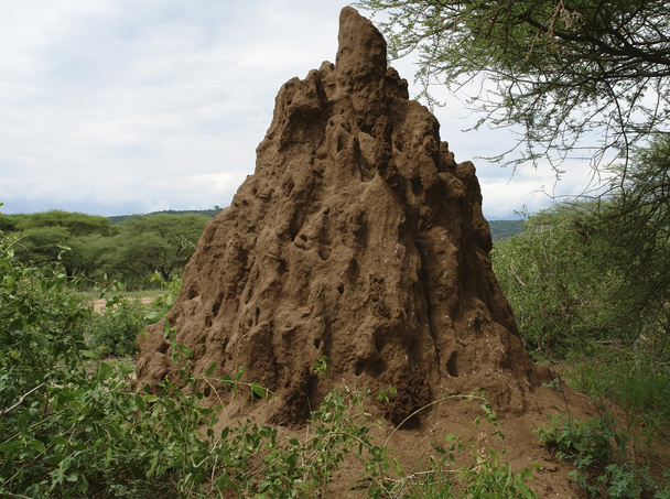 Термитный холм в Африке
 - Фото, изображение
