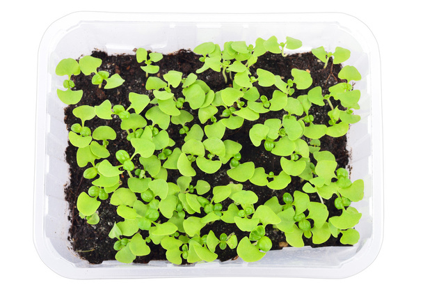 Basil seedlings isolated. Top view. - Photo, Image