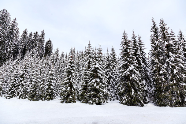 Floresta de inverno nos Alpes
 - Foto, Imagem