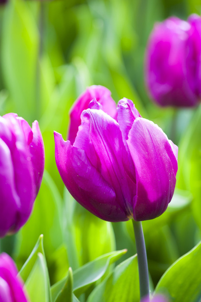 Purple tulips in the spring. - Photo, image