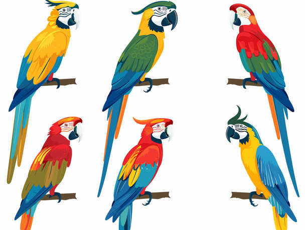 Hat színes papagájok visel arc maszkok ültetett ágak, élénk trópusi madarak, rajzfilm stílus, egészségügyi koncepció. Élénk arapapagáj piros, sárga, kék, zöld színek, játékos vektor illusztráció madarak - Vektor, kép