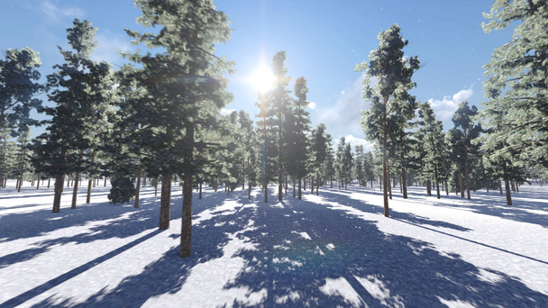 Słońce świeci w lesie w zimie - Materiał filmowy, wideo