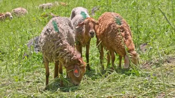 tres ovejas de azulejos blancos y marrones con rayas verdes en la espalda están pastando en la hierba alta en el día soleado, vista frontal. - Metraje, vídeo