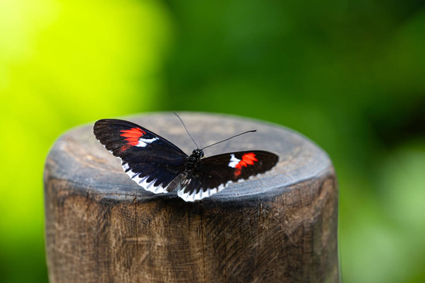 Postbote Schmetterling ruht auf dem Baumstumpf. Zerbrechliche Schönheit in der Natur. Heliconius melpomene. Hochwertiges Foto - Foto, Bild