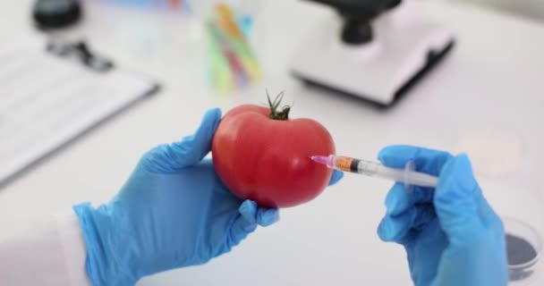 O cientista injeta a seringa com líquido no tomate no laboratório. Tomates geneticamente modificados e um novo desenvolvimento promissor na agricultura - Filmagem, Vídeo