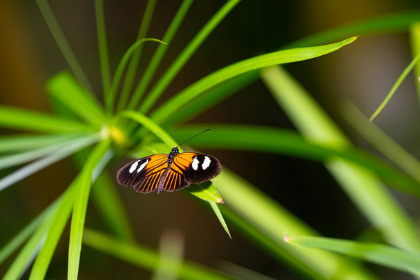 Postbote Schmetterling ruht auf den Blättern. Zerbrechliche Schönheit in der Natur. Heliconius melpomene. Hochwertiges Foto - Foto, Bild