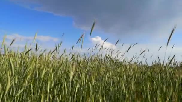 Landscape of a new harvest field in a mountainous area - Footage, Video