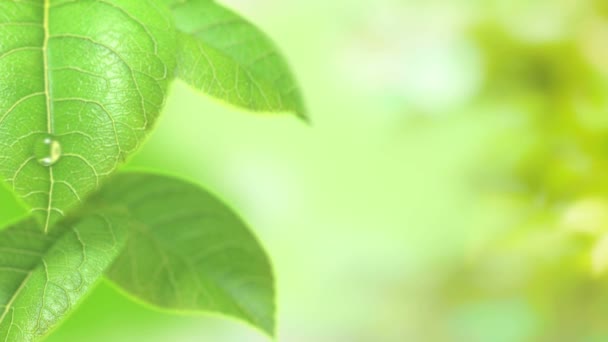анімовані краплі викрутки зверху зеленої листя
 - Кадри, відео