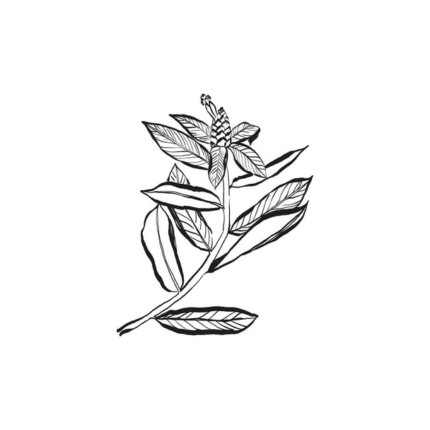 Dibujo botánico. Logotipo mínimo de la planta, dibujo gráfico botánico, vegetación del prado, colección de elementos abstractos de bocetos de flores y hojas, rama rústica. Diseño de tatuaje diminuto de moda, elementos florales vector ilustración - Vector, Imagen