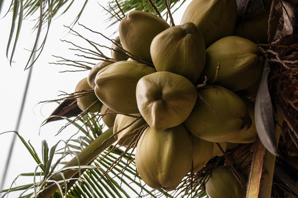 Coconut on the palm, Sri Lanka - Valokuva, kuva