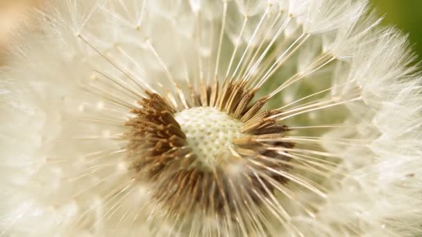 A dandelion seeds close up - Footage, Video