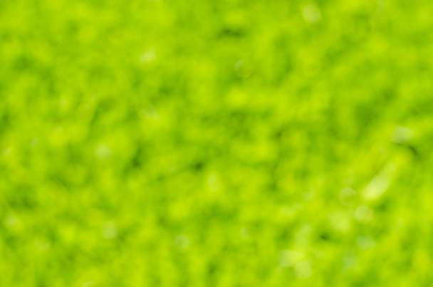 Blurred green texture or background - Фото, изображение