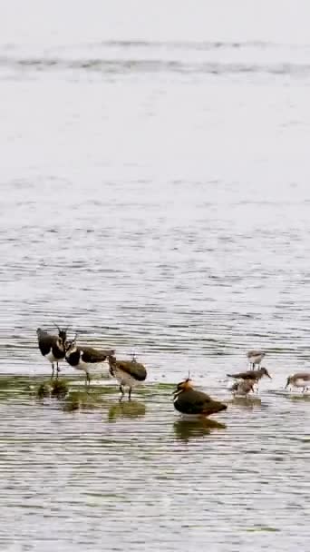 Egy jelenet, amely megragadja a madarak csendes eleganciáját a nyugodt vizekben; ideális háttér a békére és nyugalomra vonatkozó idézetek számára. - Felvétel, videó