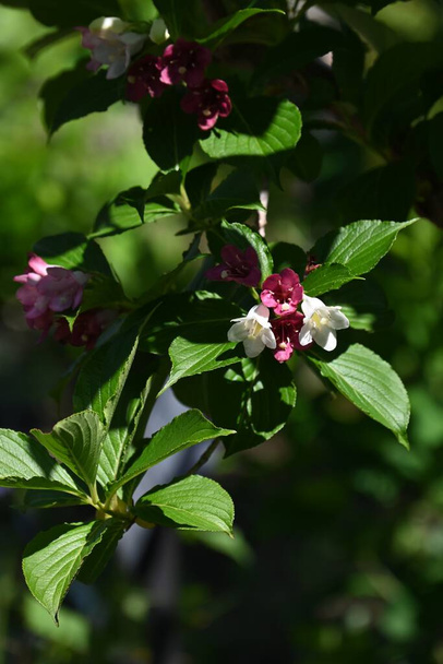 Weigela coraeensis (japonská weigela) květiny. Caprifoliaceae listnaté keře.Doba květu je od května do června a bílé květy postupně zrudnou. - Fotografie, Obrázek