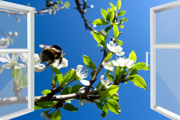 fenêtre sur le printemps florissant arbre et bourdon volant
 - Photo, image