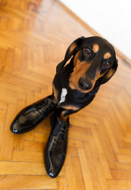 Elégant teckel de chien en cuir pour hommes chaussures
 - Photo, image
