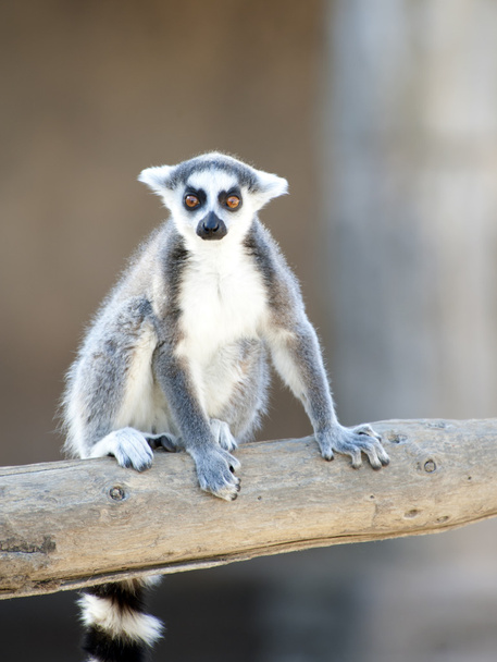 Ring Tailed Lemur - Foto, Imagen
