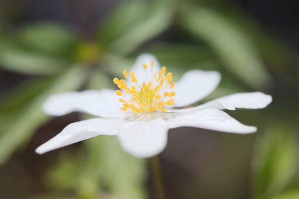 Puu anemone lyhyt syvyys kentän sivukuva
 - Valokuva, kuva