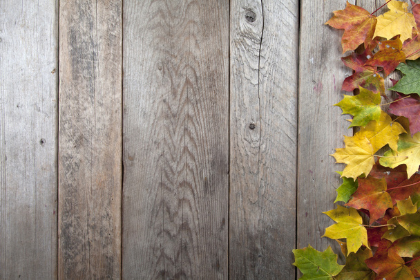 Farbenfrohe Herbstblätter - Foto, Bild