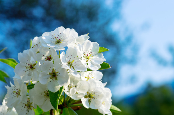 close-up da flor de pêra na primavera
 - Foto, Imagem