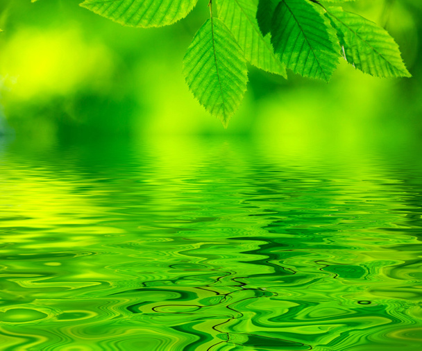 Green leaves background - Foto, Bild